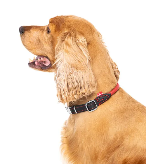 Golden cocker spaniel photographed in profile wearing a red rolled leather collar, lifestyle pet product photography
