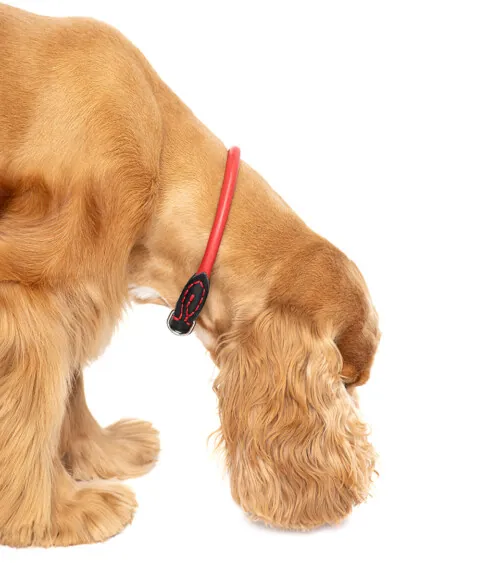 Golden cocker spaniel shown from the side wearing a red rolled leather collar, lifestyle pet product photography